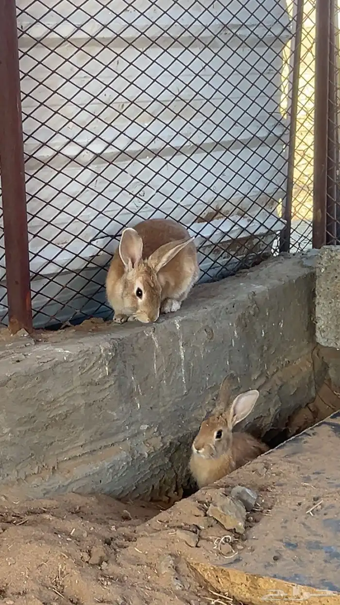 ارانب للبيع 4