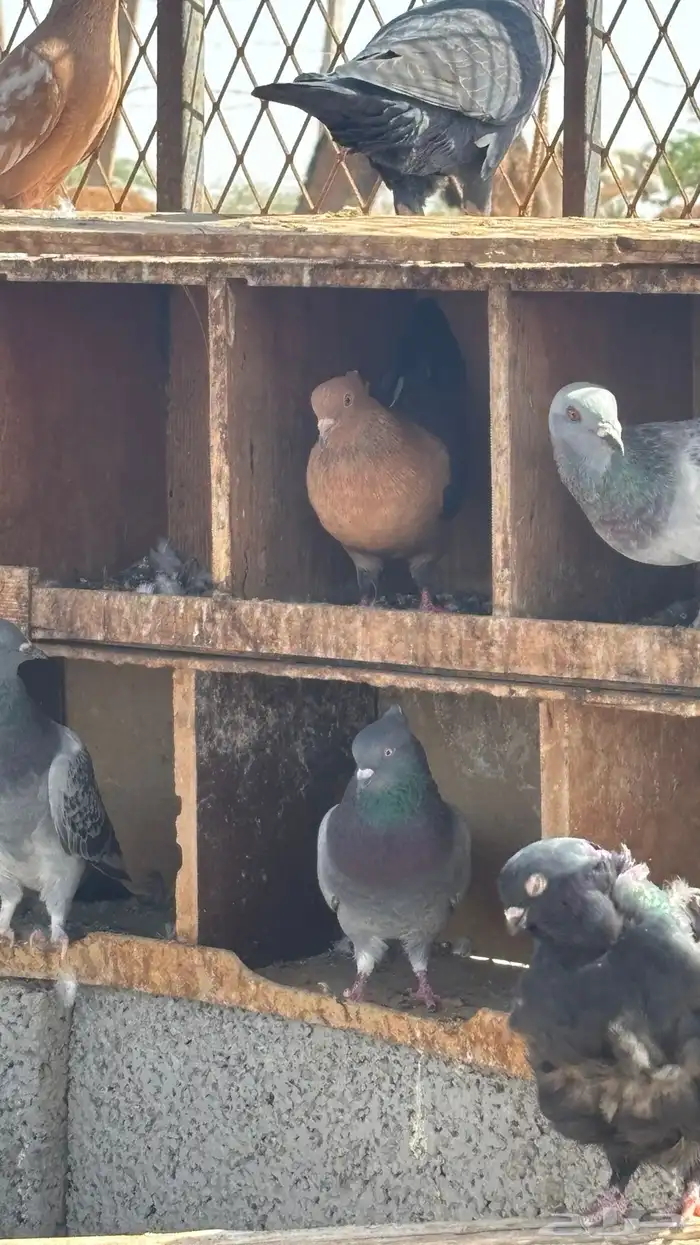 حمام زينه للبيع 8