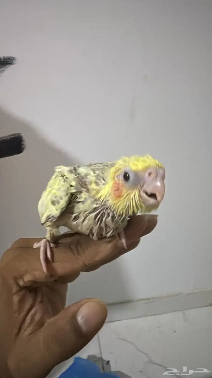 كروان اليف نهاية غر 1