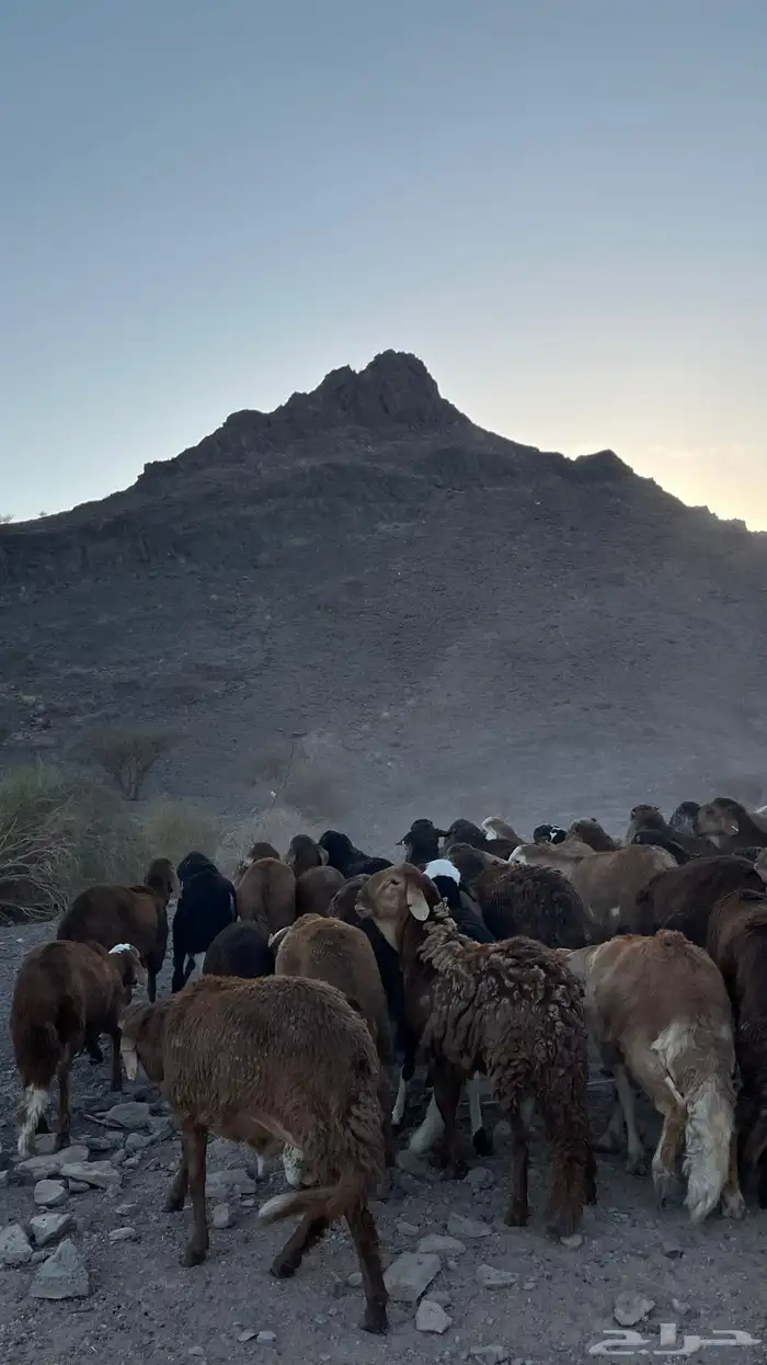 طليان سواكن حمري جادعان مرابى 33