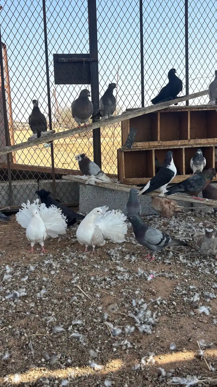 حمام زينه للبيع 7