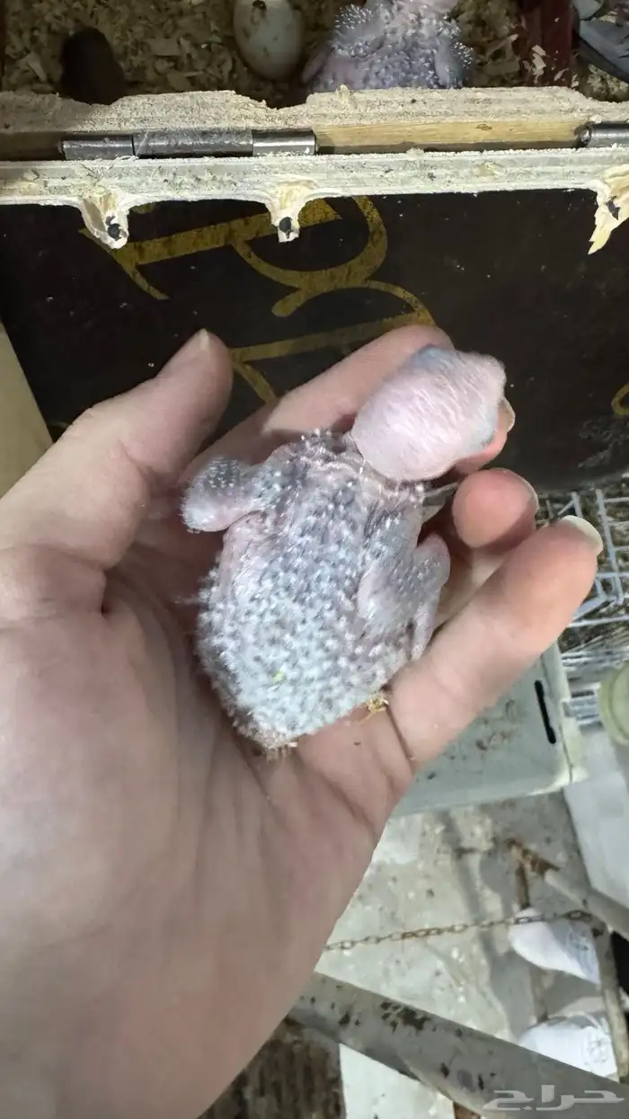 فروخ كنيور يلو سايد 2