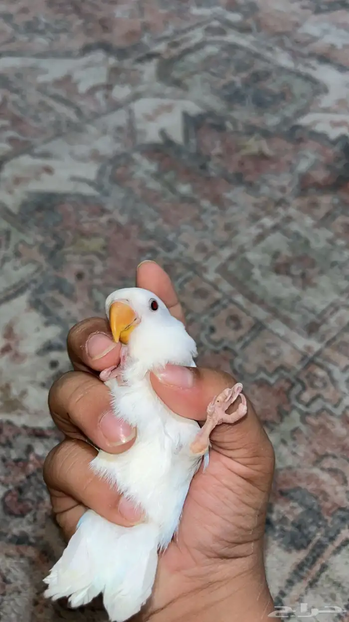 روز ابيض البينو عيون حمر هدد داخلي نشبه 0