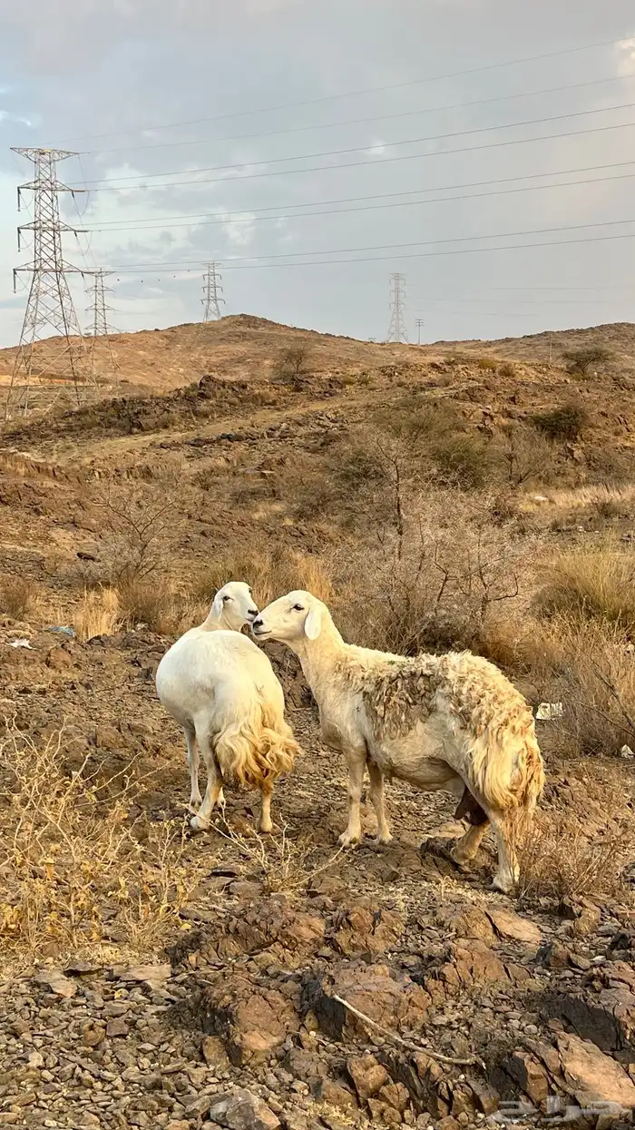 للبيع ضان حيل 9