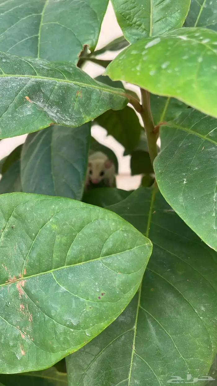 شوقر قلايد ابيض البينو اليف 7