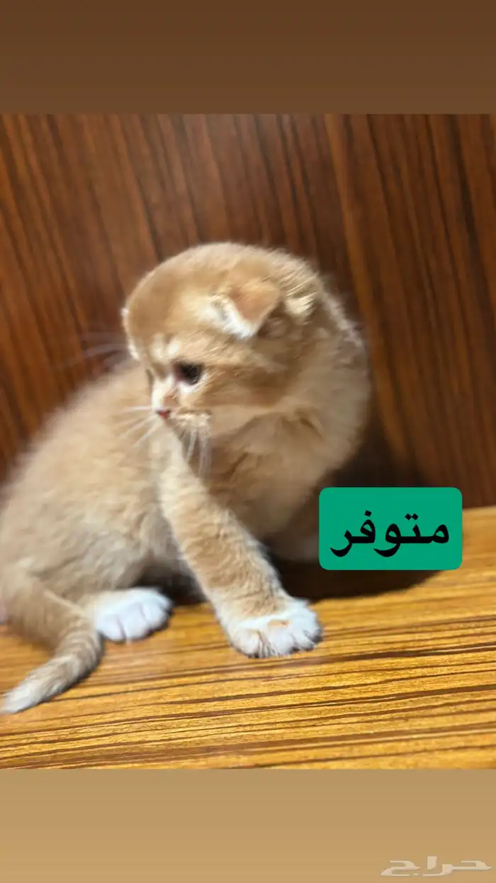 قطط كيتن البيع 11