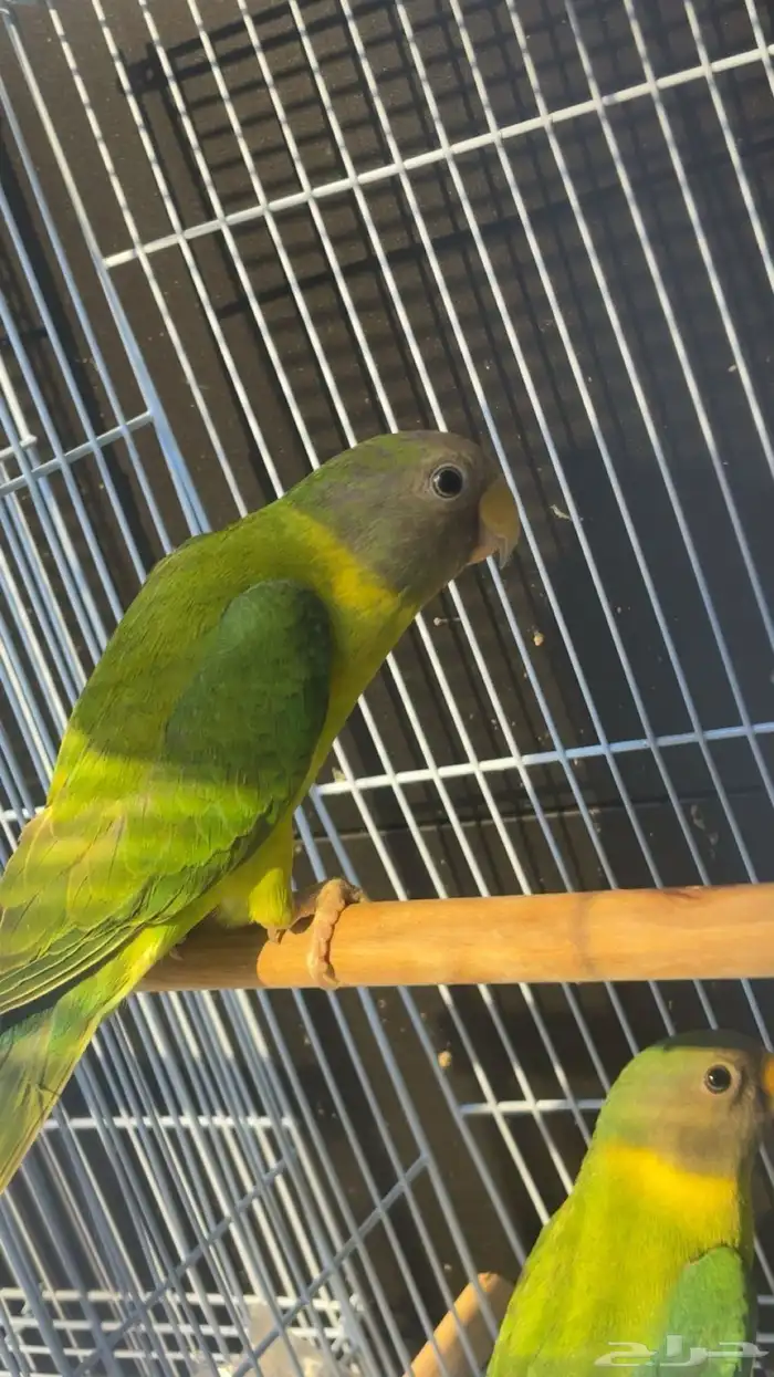 وصول دفعة طيور من المانيه 4