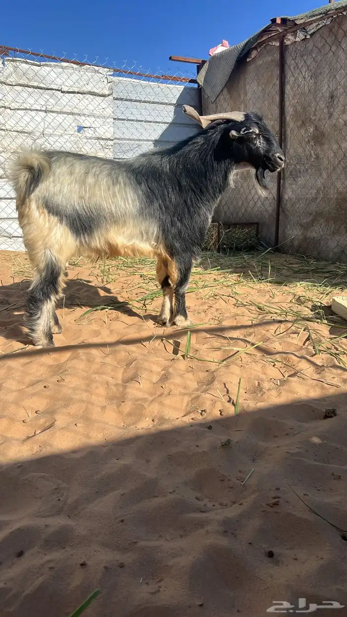 معزاء مع فحلها 1