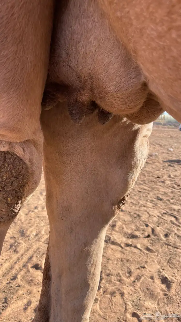 لقحه شعلا كفو ( تم البيع) 3