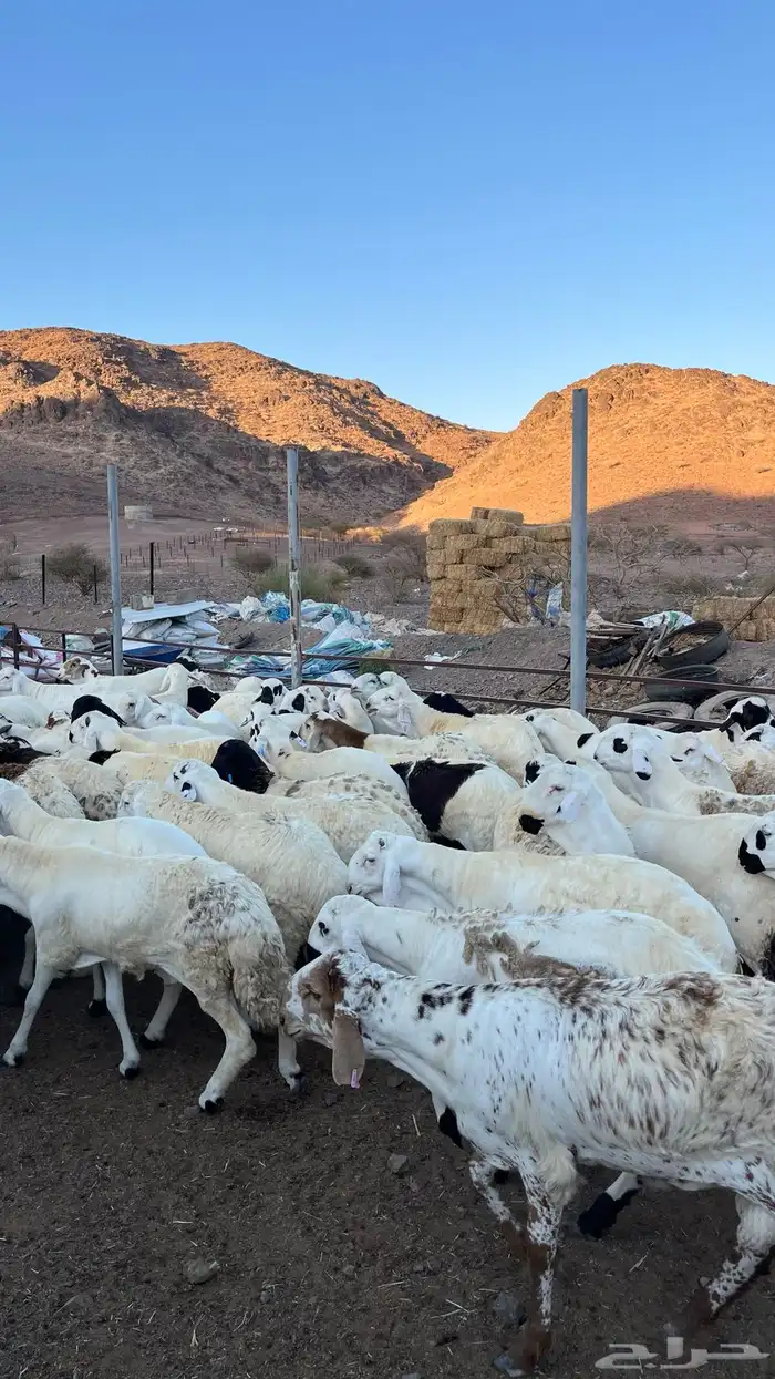 طليان سواكن شبيه الحري مرابى جادعان 6