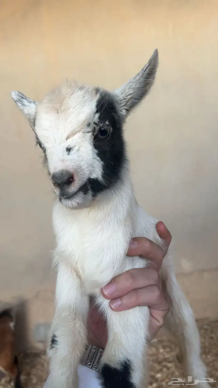 ماعز قزم مستورد 6