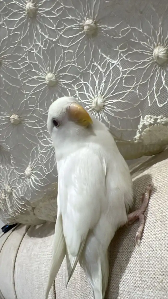 طيور طير روز الروز البينو هدد 3