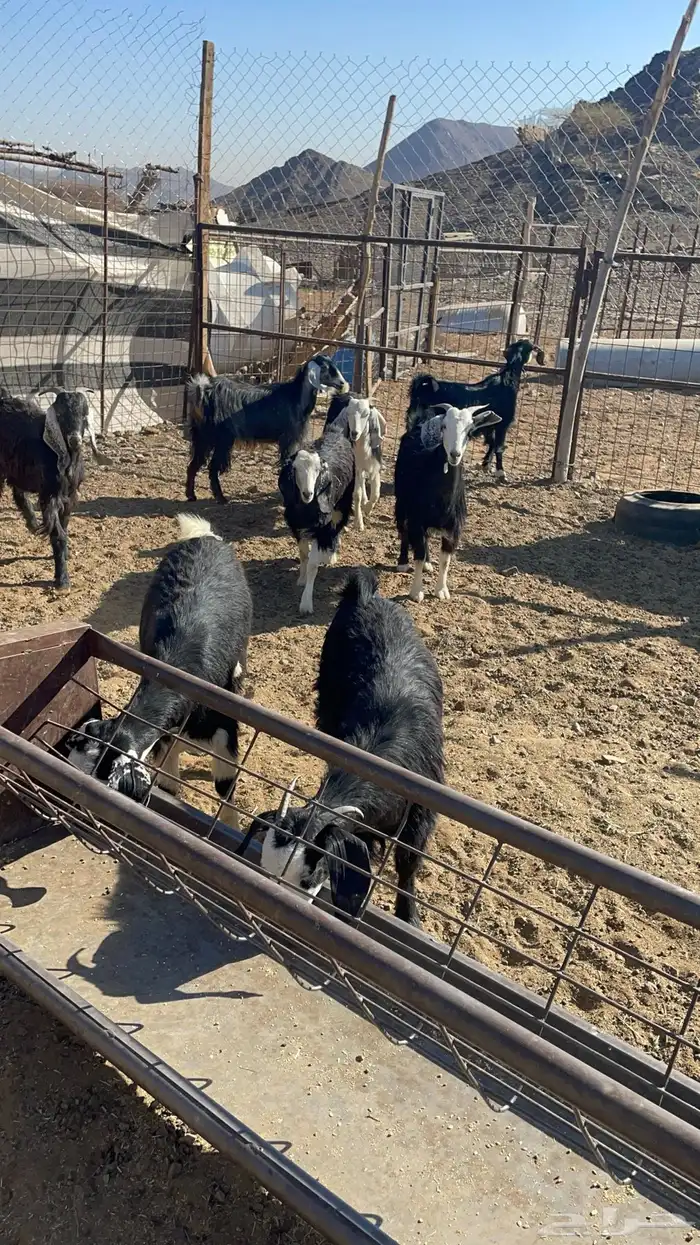 جفار ذبايح او مقنوي طيبه بالحيل( تم البيع ) 2