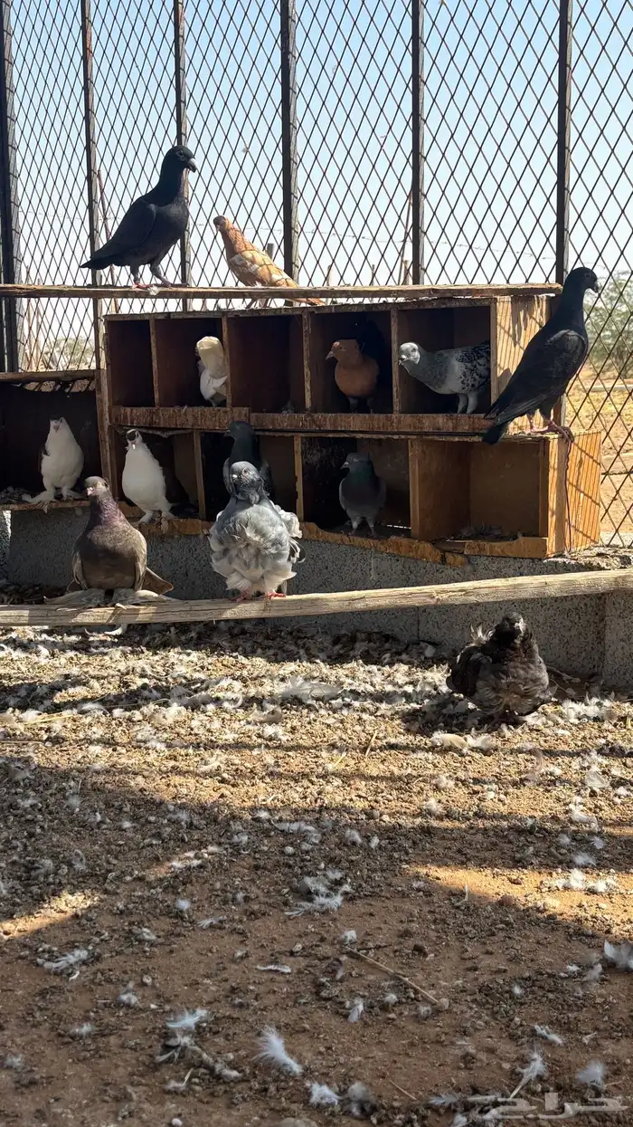 حمام زينه للبيع 4