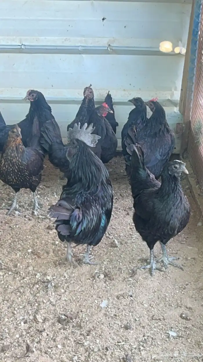 دجاج اندنوسي بلاك وفيه مطوق ذهبي 1