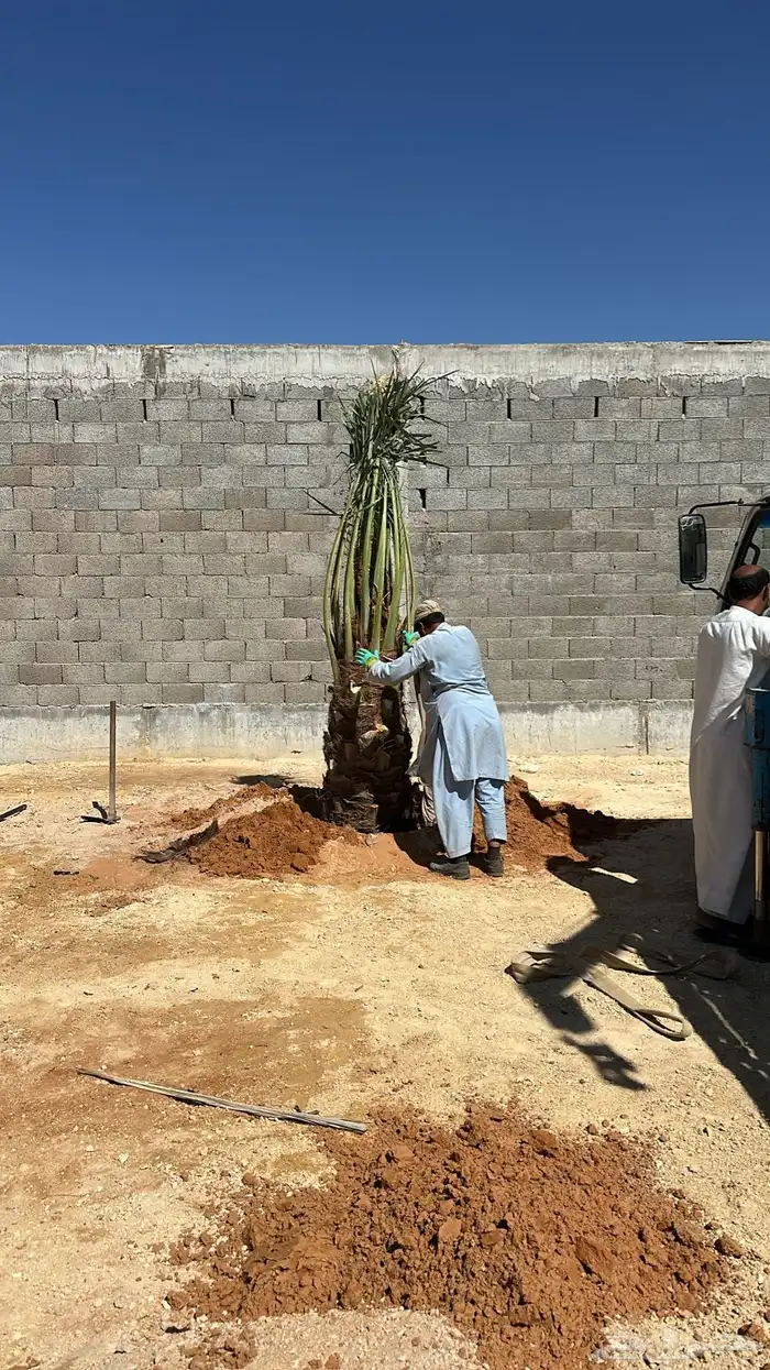 نخل الخرج واشيقر 1