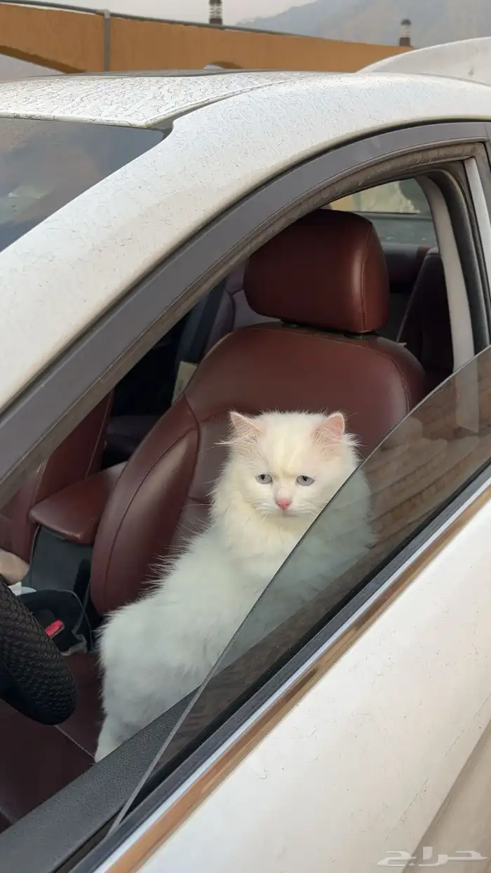 قطو مره جميل 1