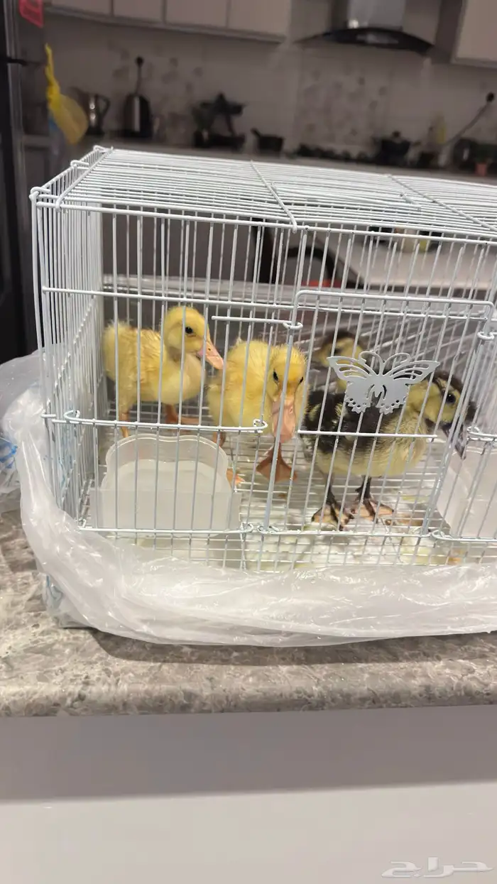 للبيع بط 4 اثنين ذكور و اثنين اناث 1