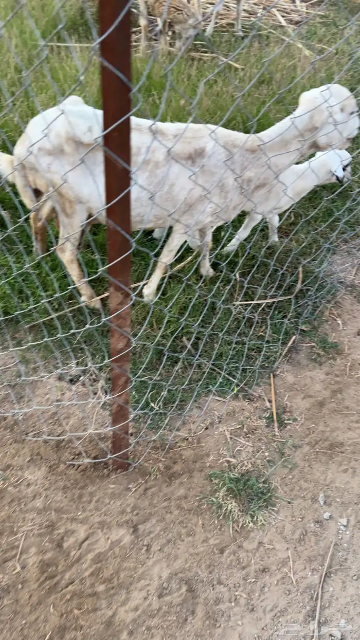 نعجه معاها فرير عمر شهرين 1