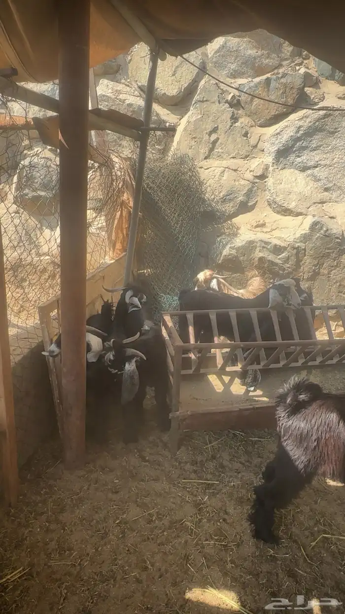 تيوس عوارض مخاصي 2