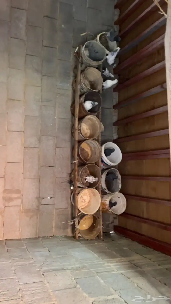 حمام زاجل بلدي بعضه سوبر 2