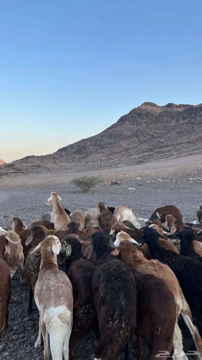 طليان سواكن حمري جادعان مرابى 17