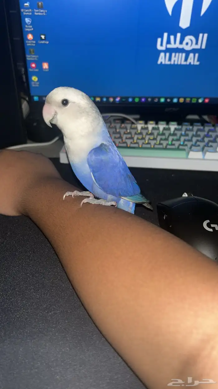 للبيع طير روز 1