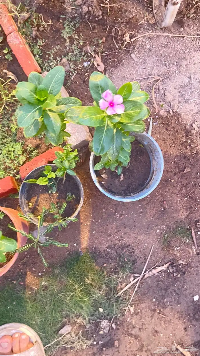 زرع للحديقه بأسعار تبدأ من 5 ريال 7