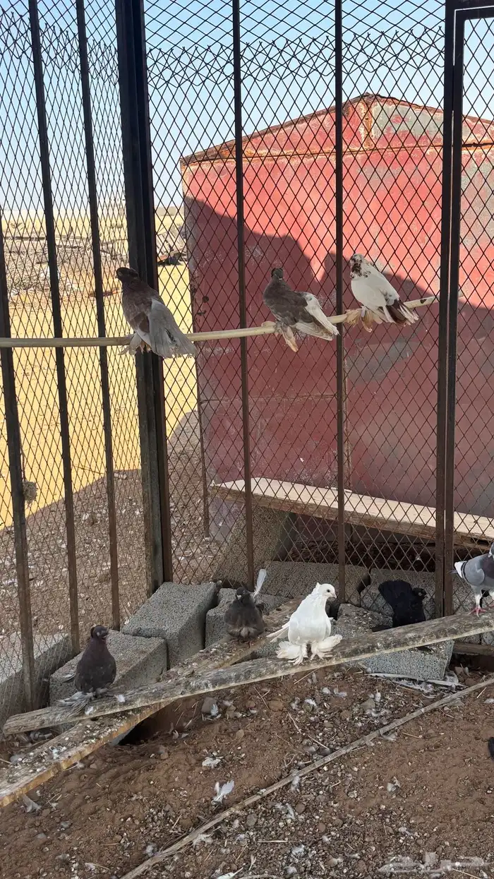 حمام زينه للبيع 2