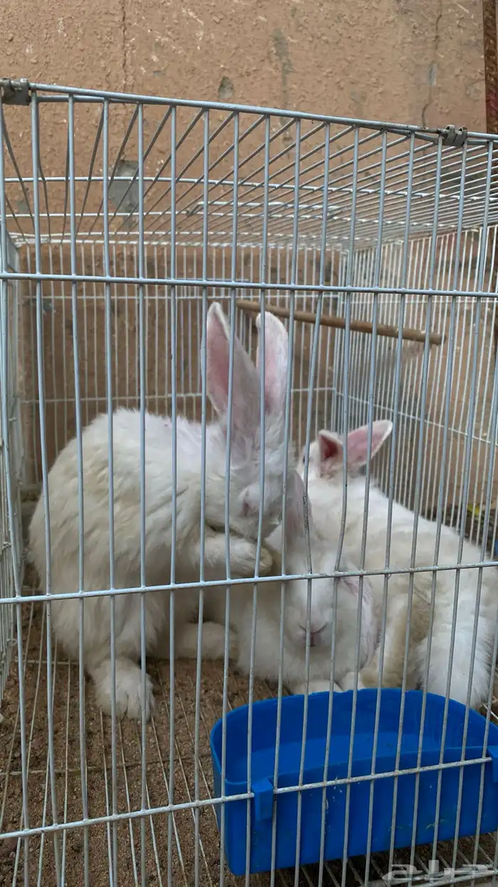 أرانب فرنسي للبيع 3