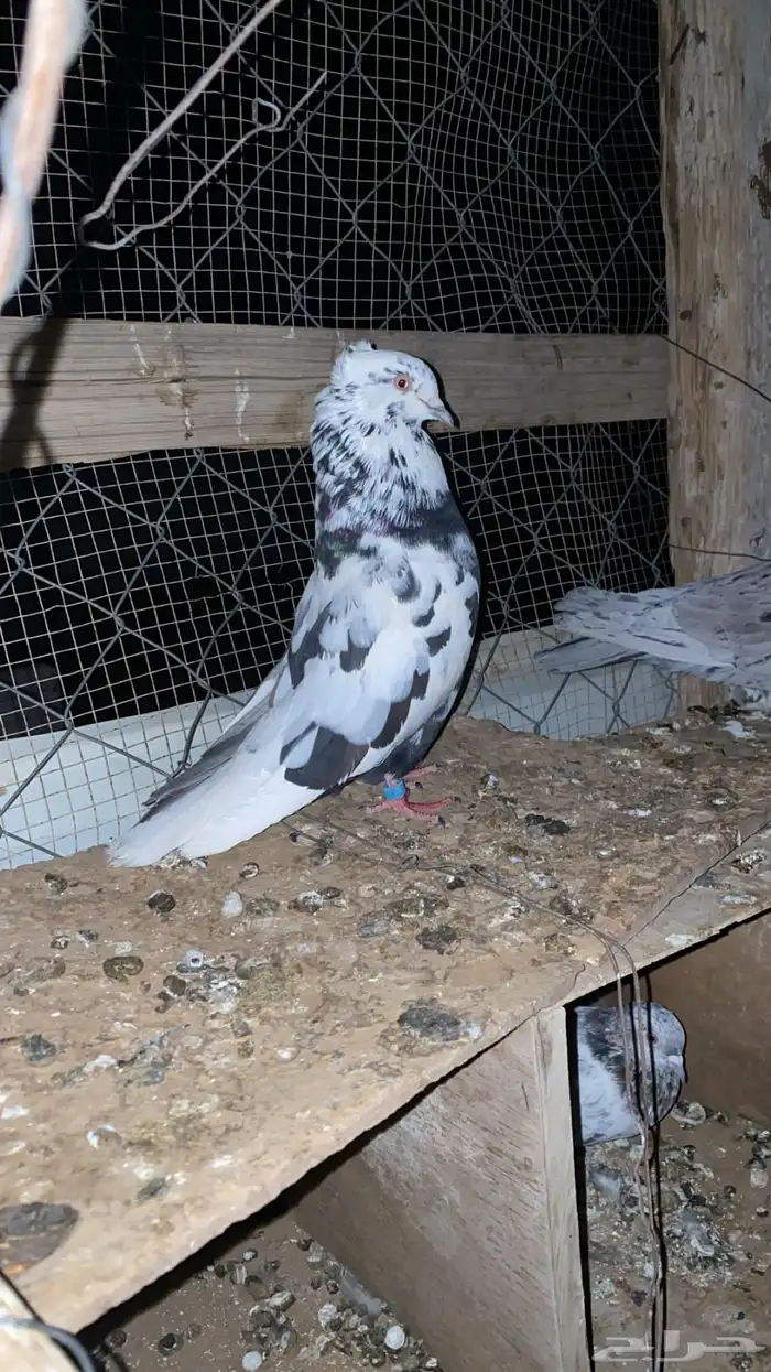 جوز قطيفي ثقه 1