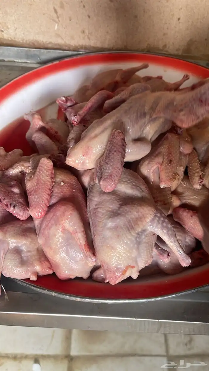 فروخ حمام فرنسي 4