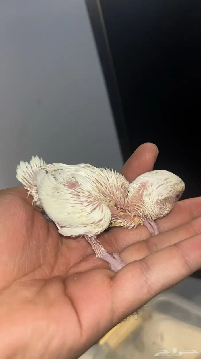 فروخ روز 3 حبات 3