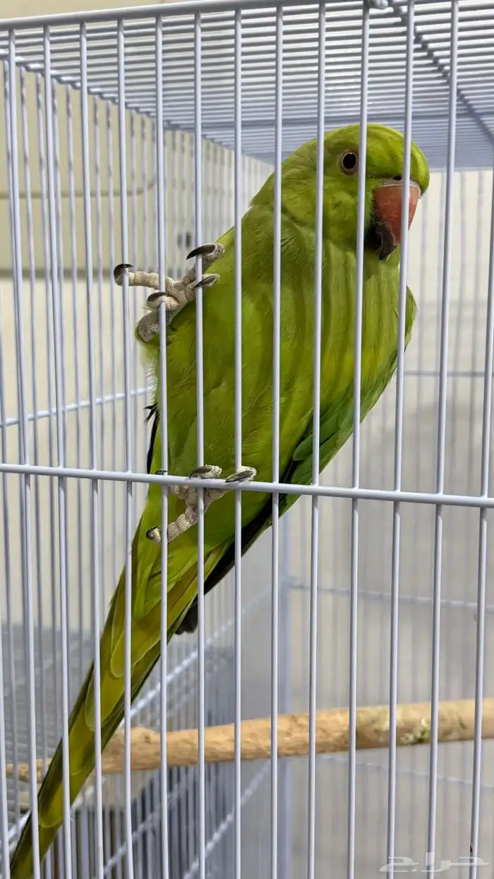 طيور بغبغا درة هندي 0