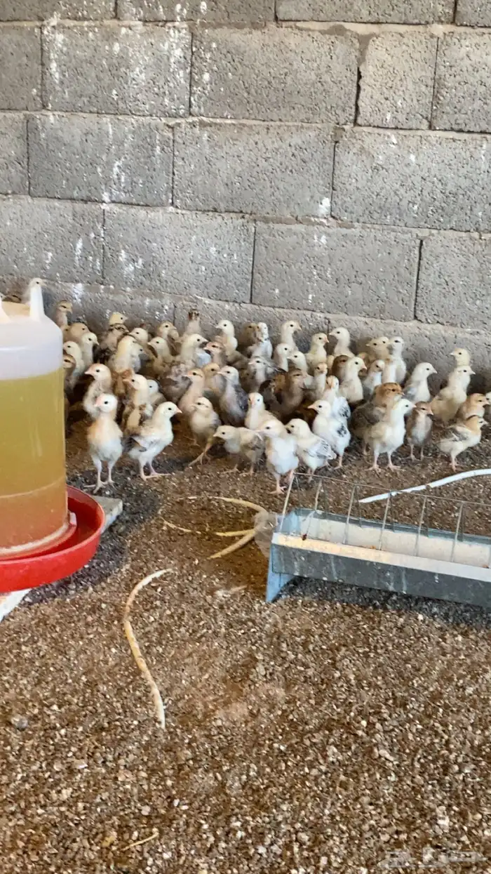 صوص دجاج بلدي 2