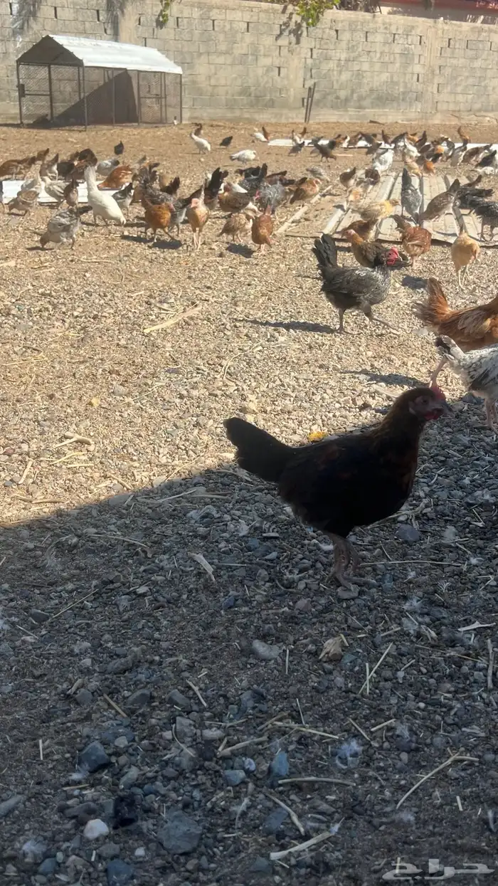 دجاج . صوص . عمر ثلاث شهرر 5