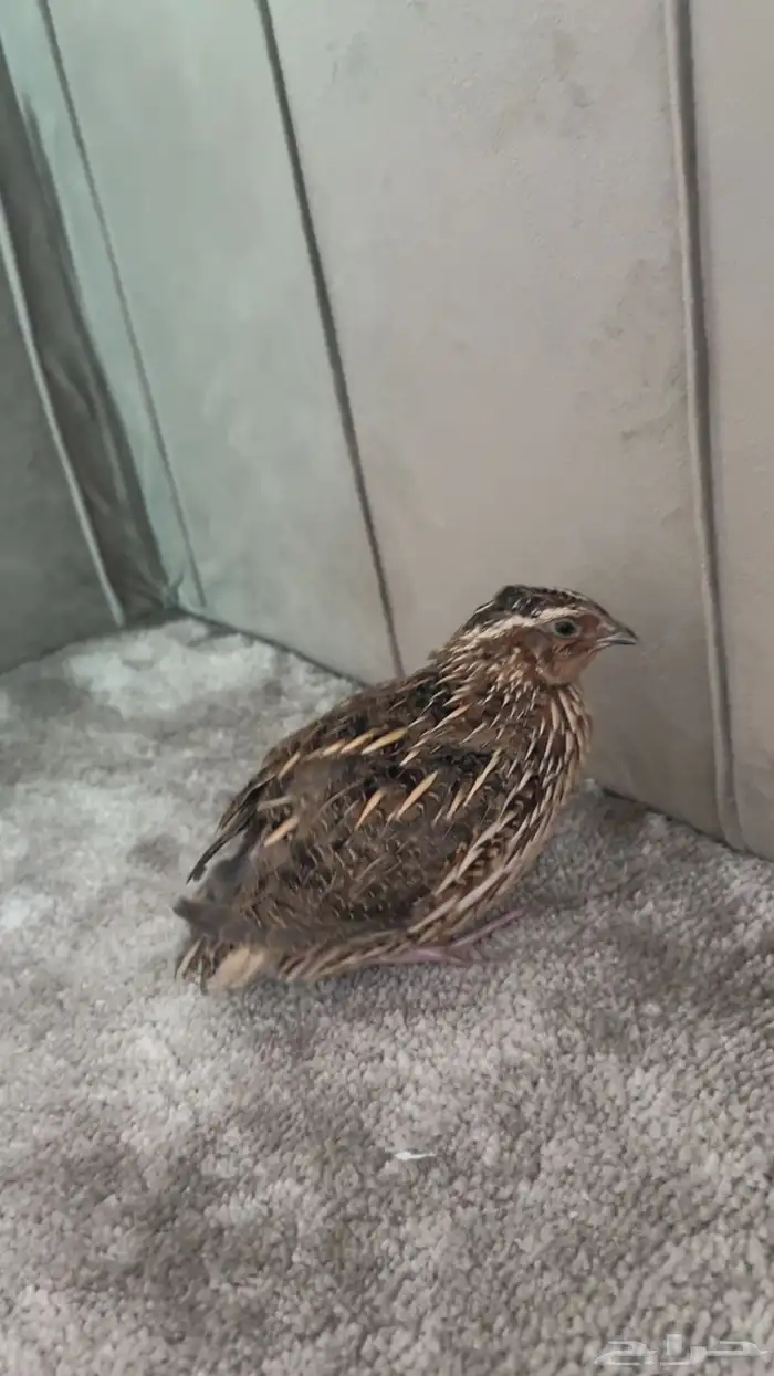 مريعي بلدي 0