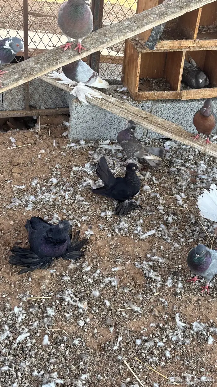 حمام زينه للبيع 13