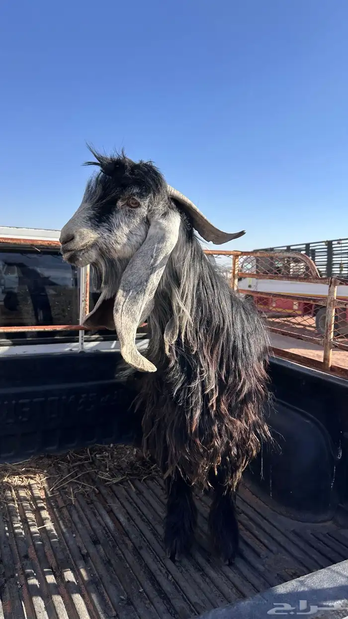 للبيع تيس معرف 0