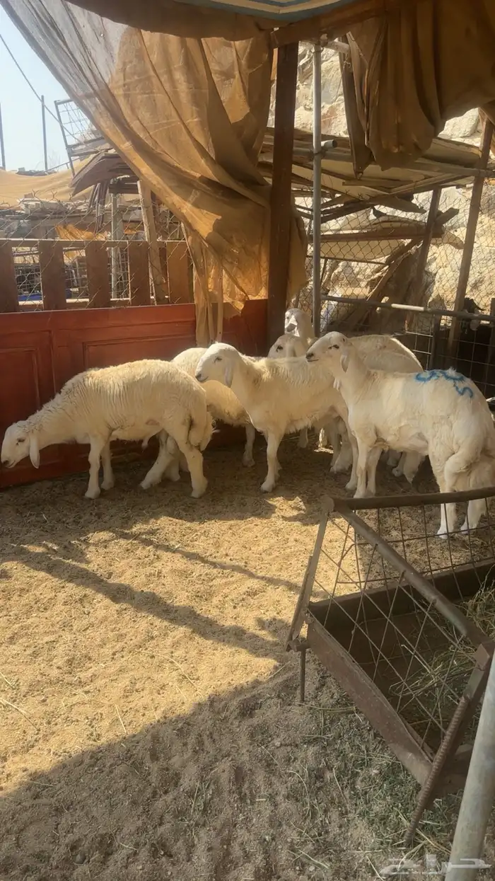 طليان حريات ضيوف وثلاجه 2