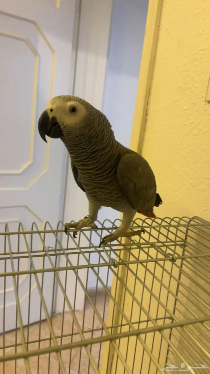 كاسكو للبيع 3