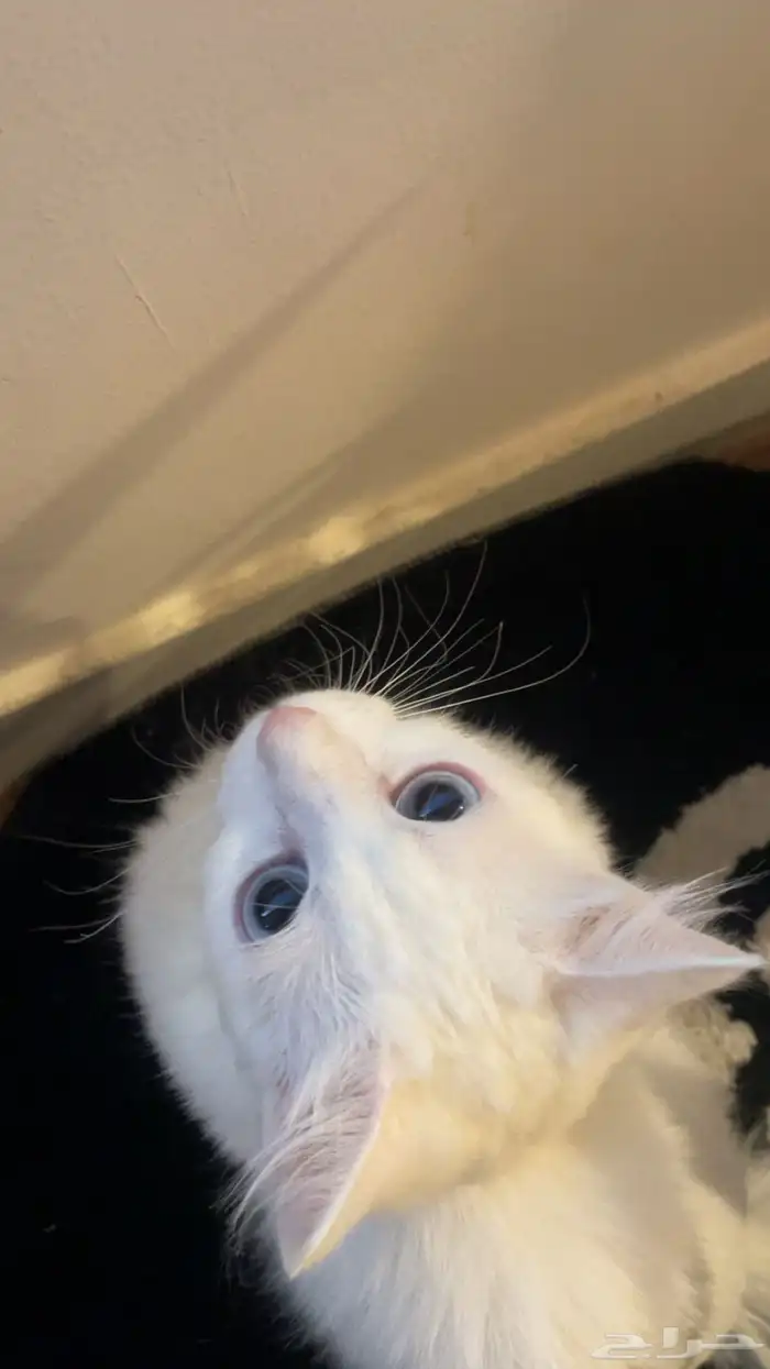 قطتي ضائعه 0