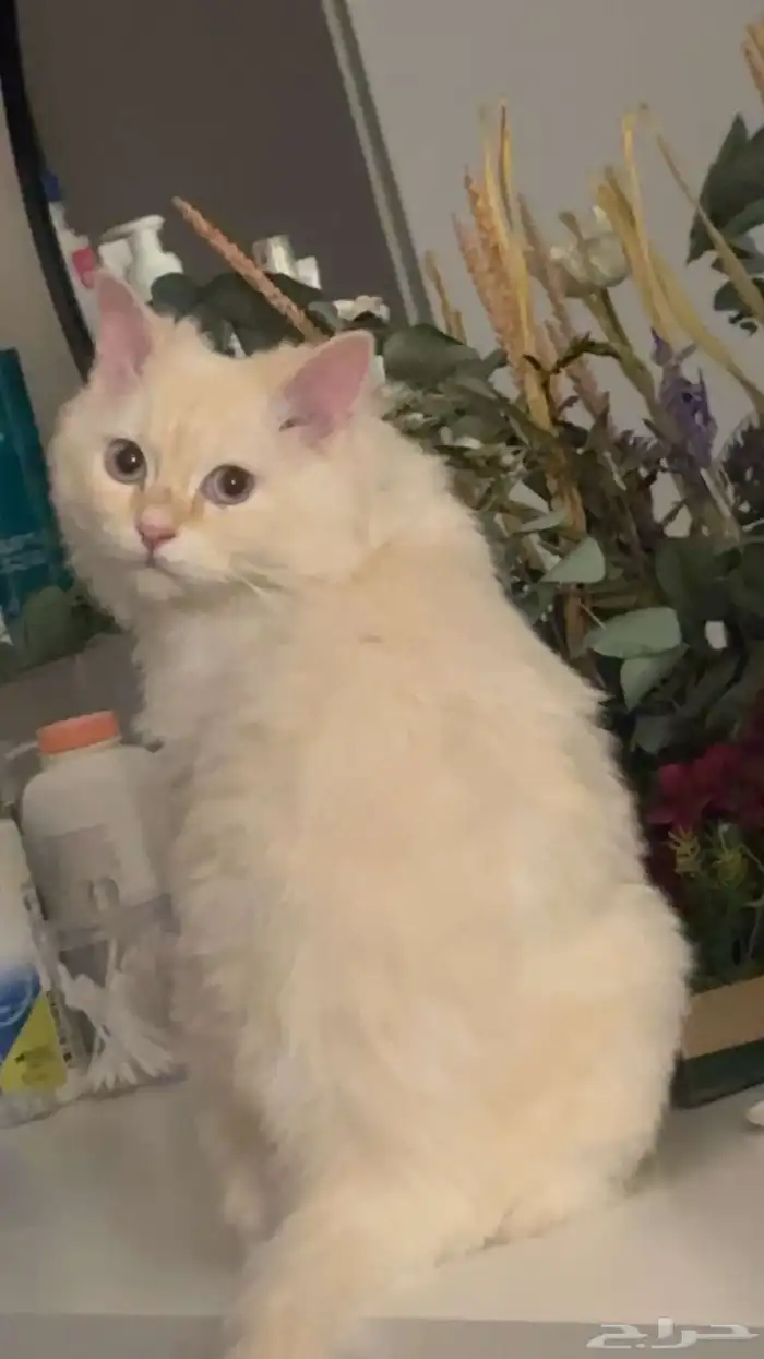 قط ذكر مطعم ونظيف للتزاوج 0