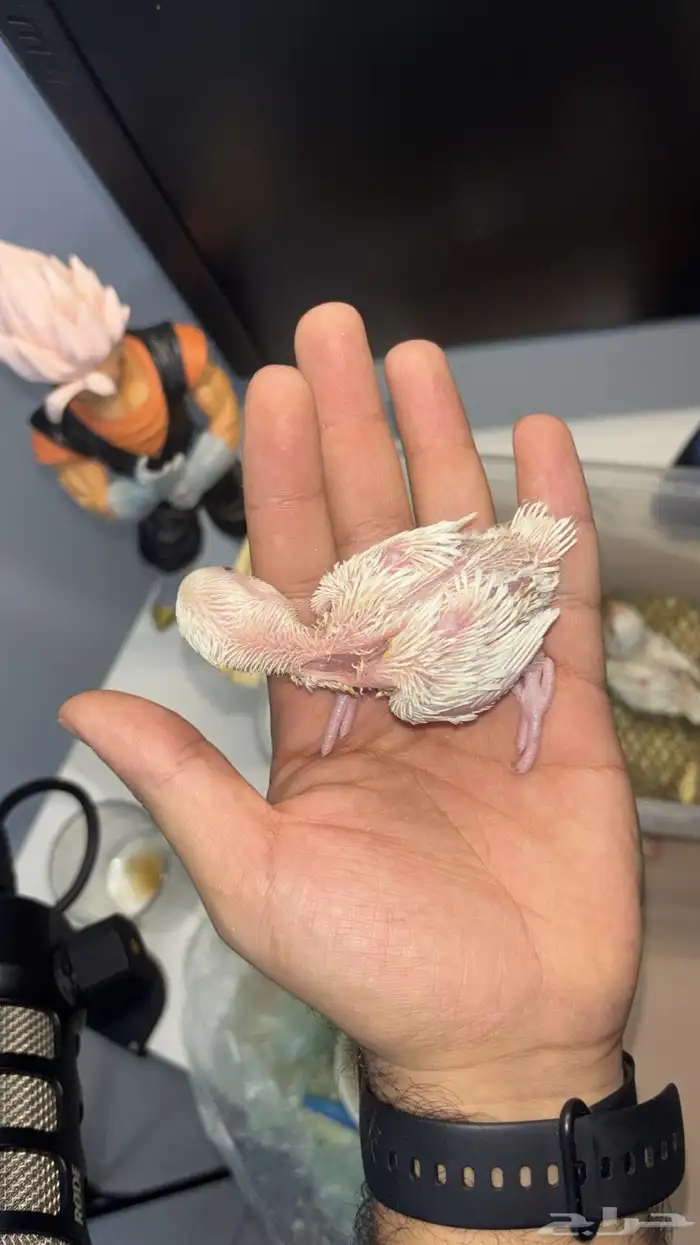 فروخ روز 3 حبات 1