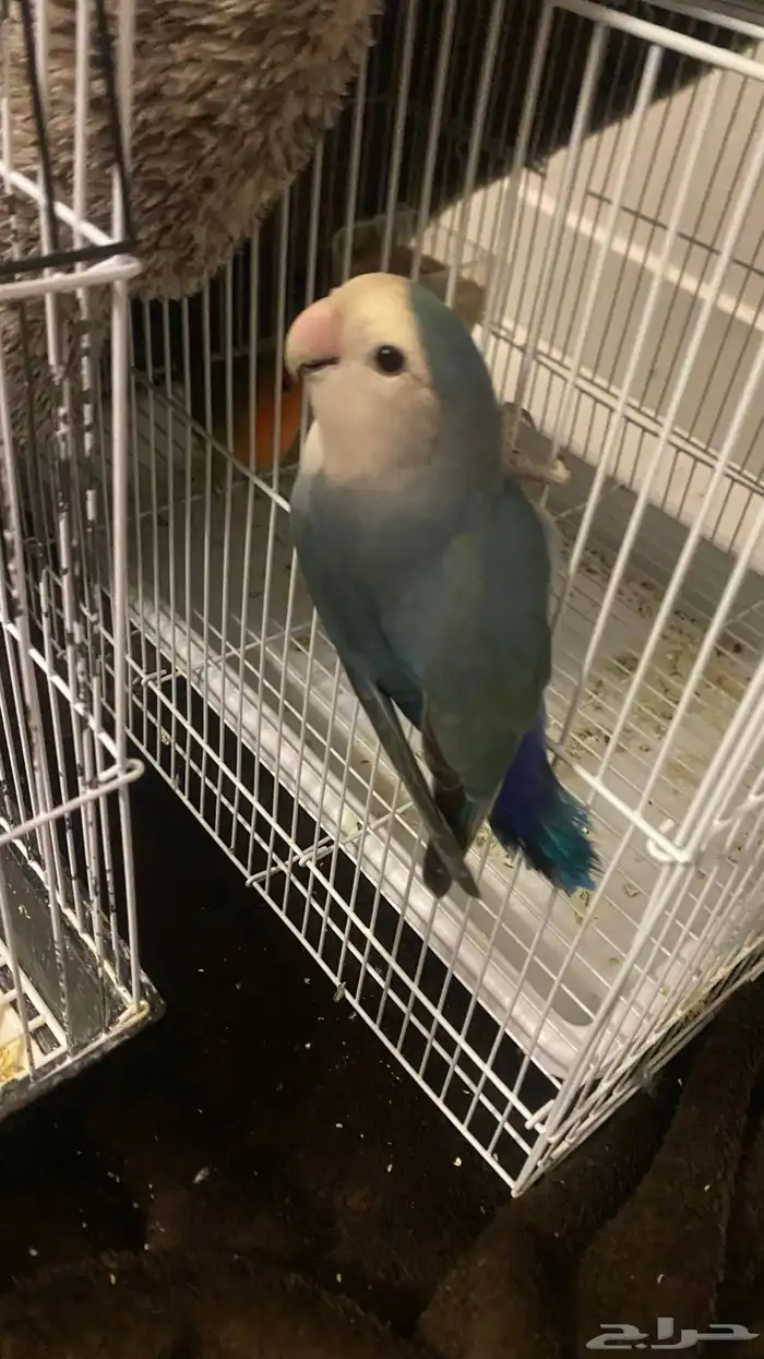 ببغاء للبيع 4