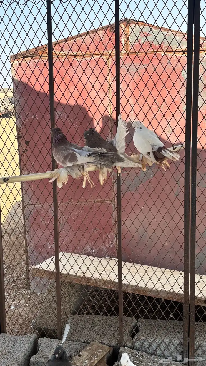 حمام زينه للبيع 15