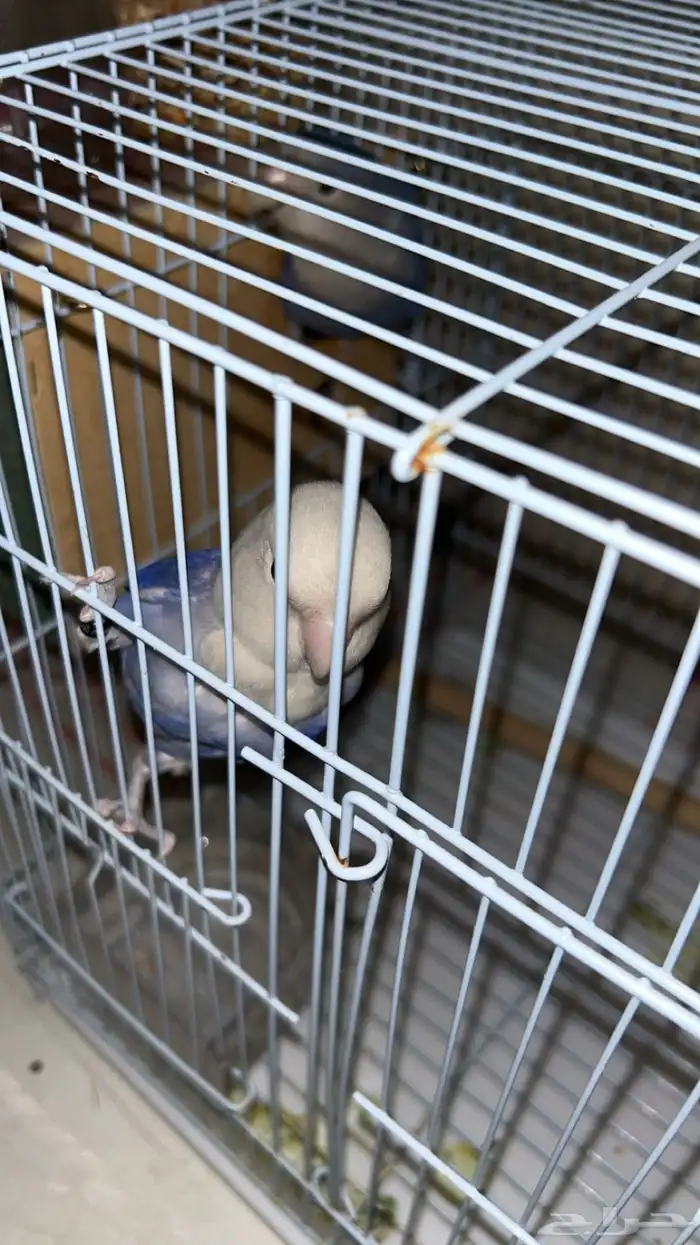 زوج روز للبيع 2