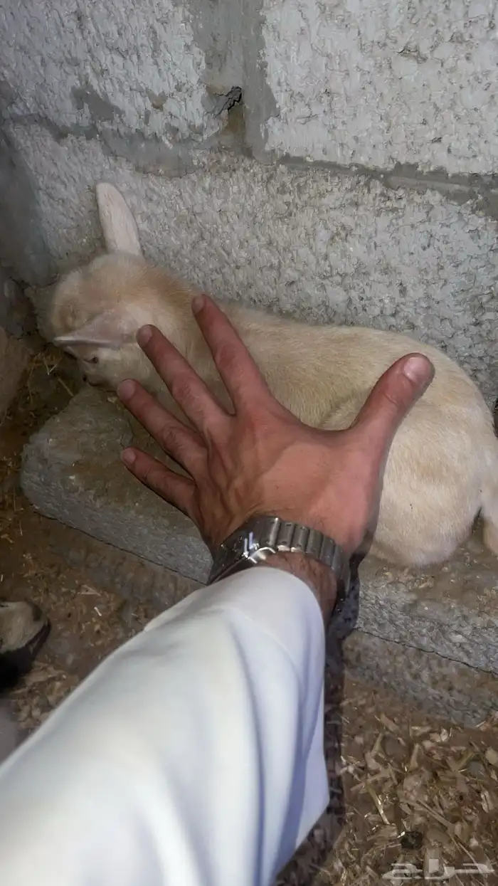 ماعز قزم مستورد 4