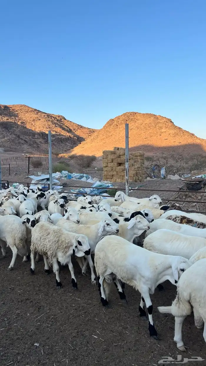 طليان سواكن شبيه الحري مرابى جادعان 16