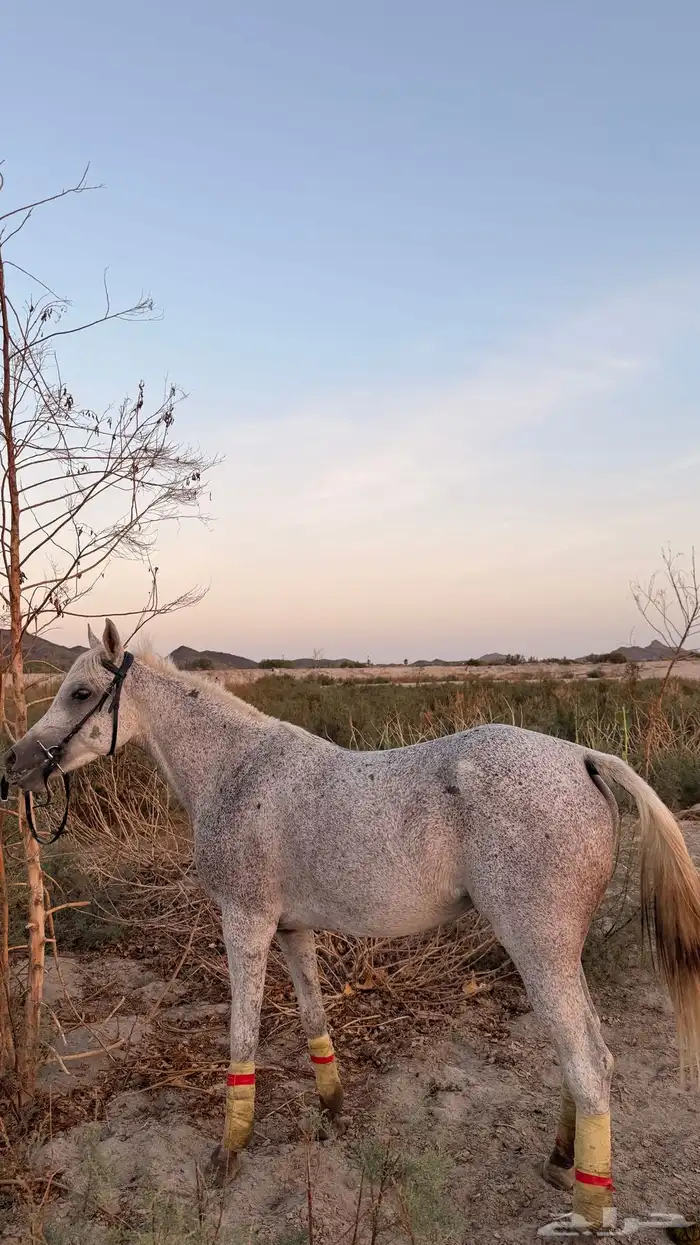 فرس شعبيه 5 سنوات 0